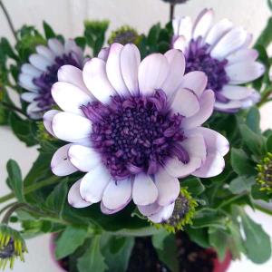 草花の苗 オステオスペルマム（八重） 3Dブルーベリーシェイク3.5号ポット