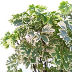 ポリシャス 観葉植物 の商品一覧 花 ガーデニング 通販 Yahoo ショッピング