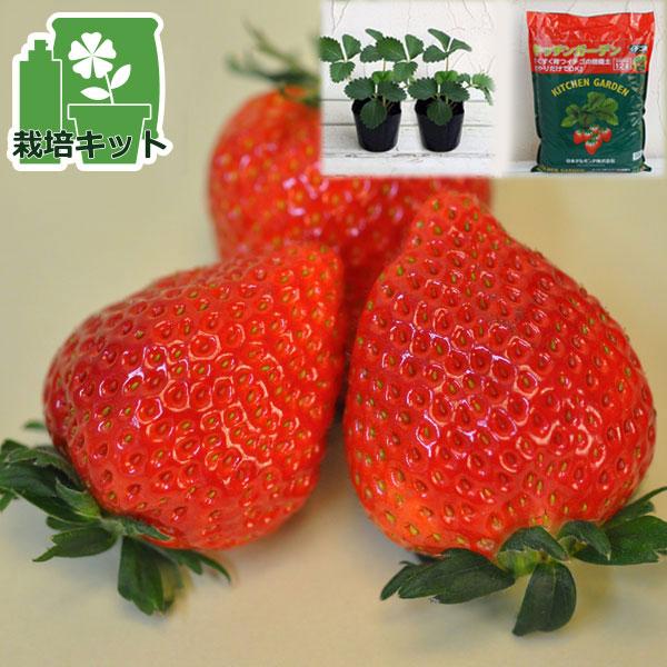 野菜の苗/いちごのかんたん栽培セット（鉢無しでできる）：イチゴ（一季なり）：とちおとめ