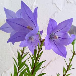 予約販売 クレマチス 苗 アーマンディアップルブロッサム アーマンディ