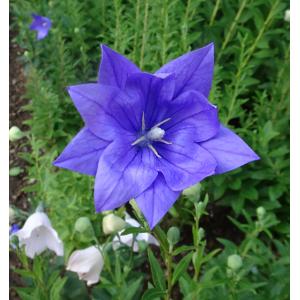 2025年12月】桔梗（花の苗）（収穫、鑑賞時期：夏）のおすすめ人気