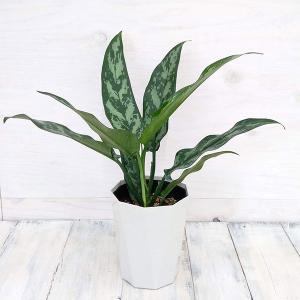 観葉植物 サマーセール アグラオネマ マリア 4号鉢入り