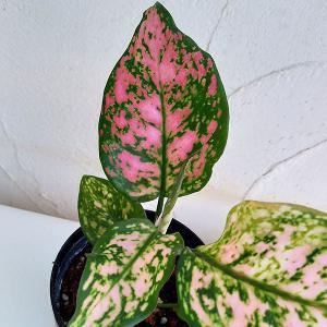 アグラオネマ バレンタインの商品一覧 通販 Yahoo ショッピング