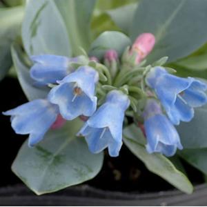 スズラン苗　ミミさん確認用 スズラン苗 ミミさん確認用