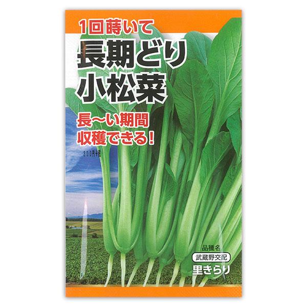 長期どり小松菜 1回蒔けば長い期間収穫できる！　厳冬以外タネまき可能