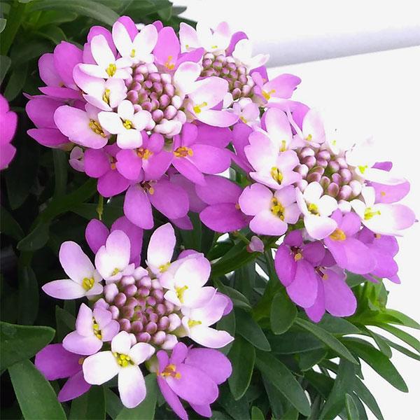 草花の苗 イベリス クイーンアメジスト3号ポット