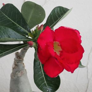 フィカスウンベラータ ハートがいっぱい♡♡特大 6本寄せ植え 超特大！！元気株 観葉植物 フィカス ウンベラータ 6号鉢 おしゃれ インテリア グリーン