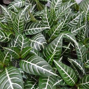 観葉植物 アフェランドラ トロピコ 3号ポット