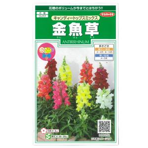 キンギョソウ ブロンズ ドラゴン : 園芸ネット - 通販 - Yahoo