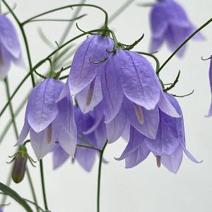 八重咲きブーゲンビレア（ブーゲンビリア） オレンジ色 ＊花付きとは