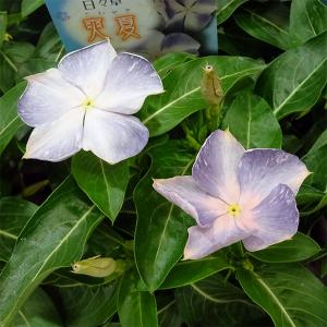 クリスマスローズ開花株 SDグロス系レッドゴールド 169 現品限り