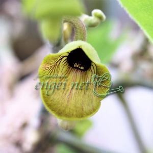 苗：馬の鈴草（ウマノスズクサ）・アリマウマノスズクサ* : 遊恵盆栽