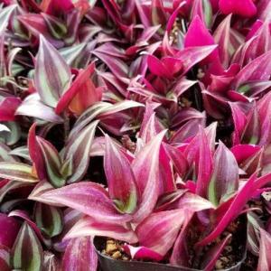 おしゃれ 観葉植物：トラディスカンチア セブリナ*5号 吊り鉢 トラカン