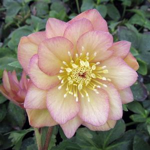 クリスマスローズ開花株 SDカップ咲きモーリー 070 現品限り : 金井