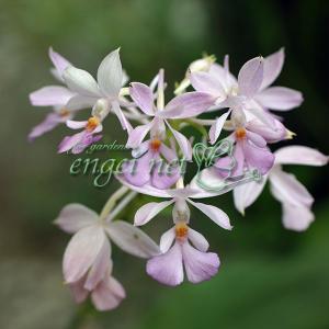 アツモリソウ交配種花1芽株 : 岩崎園芸ネットストア Yahoo店 - 通販