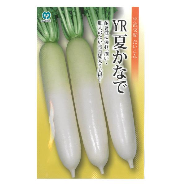 ダイコン（大根） YR夏かなで 野菜タネ