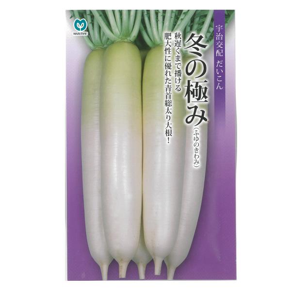 ダイコン（大根） 冬の極み