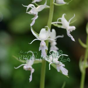 クロモジ （黒文字） 根巻き苗 : 苗木部 花ひろばオンライン - 通販