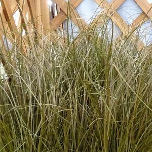 草花の苗 カレックス アウバウム3-3.5号ポット