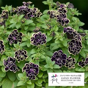 草花の苗 ペチュニア 花衣（はなごろも） 茜染（あかねぞめ）3.5号