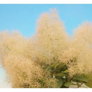 スモークツリー ワインカラー 3号ポット苗 煙の木 : 苗木部 花ひろば