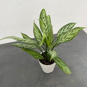 吉本花城園 【セール品】超お得セット！アロカシア 5品種 おまかせ
