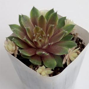 アルピニア バリエガータ（黄斑月桃 キフゲットウ） Alpinia zerumbet