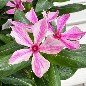 花木 庭木の苗 シャリンバイ（車輪梅） 白花5号ポット : 園芸ネット