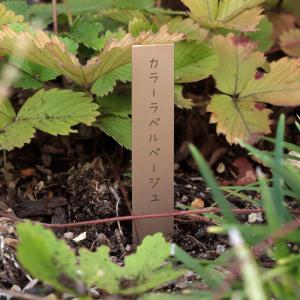 ゴールドカラーラベル ベージュ色1.8cm×15cm 50枚入り