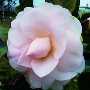 イチジク LSUホーリエ 1年生12cmポット苗 : 吉瀬園芸 - 通販