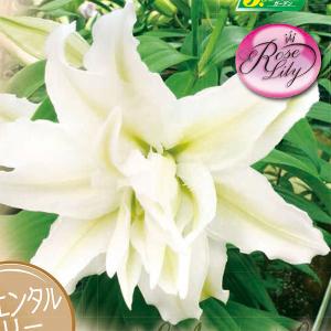 ユリ 八重咲き 花の球根 の商品一覧 球根 種芋 花 ガーデニング 通販 Yahoo ショッピング