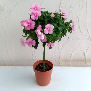 マユハケオモト ピンク花種 赤花 眉刷毛万年青 4.5号鉢 素焼き鉢 苗