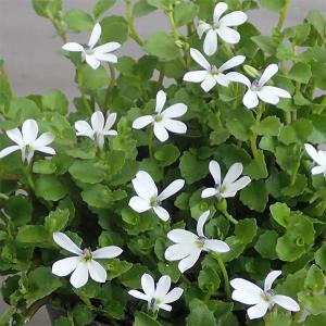 苗・盆栽苗：小葉性楓 かえで * コバショウカエデ 盆栽向きカエデ