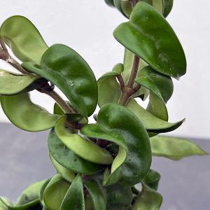 ホヤ 植物 観葉植物 の商品一覧 花 ガーデニング 通販 Yahoo ショッピング