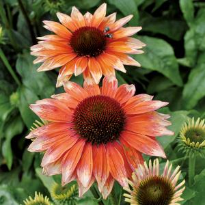 クリスマスローズ 花 苗 春 冬 ヘレボルス チベタヌス 鉢植え 2年生