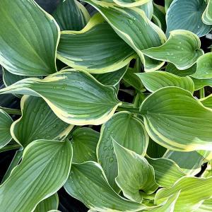 ホスタ（ギボウシ） 品種見計らいセット 5種5株 4号(12cm)ポット植え