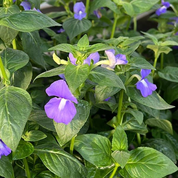 オタカンサス ブルーキャッツアイ5号鉢植え