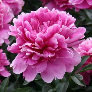 芍薬 苗 ビッグベン 1株 / シャクヤク苗 シャクヤクの苗 芍薬苗 芍薬の