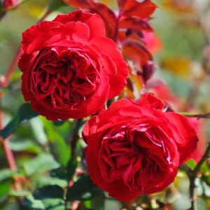 クリスマスローズ 花 苗 冬 春 チベタヌス 鉢植え ベインが入るピンク