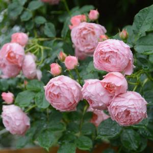 リリエンタール（バラ苗：ロサ・オリエンティス） 大苗 7号鉢植え