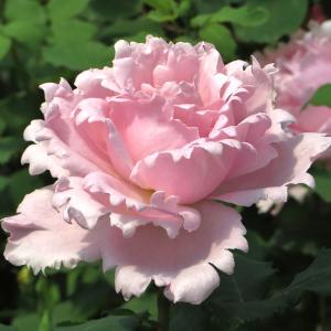 山野草・高山植物の苗 紅花山芍薬（ベニバナヤマシャクヤク） : 植物