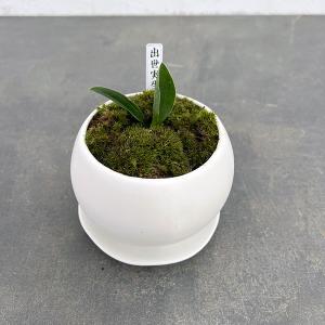 決算P10倍！8/2まで】【現品お届け】豊明園 万年青 オモト 麒麟冠