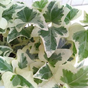 草花の苗 ヘデラ（アイビー） 天使の羽衣3.5号ポット