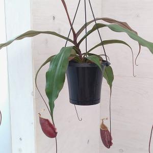 観葉植物 パキポディウム ウィンゾリー（実生） 4号鉢植え23-04 : 園芸