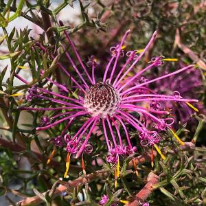 バンクシア ブレクニフォリア 5号スリット鉢植え : 苗木部 花ひろば