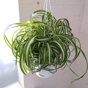 観葉植物/オリヅルラン：ボニー5号吊鉢