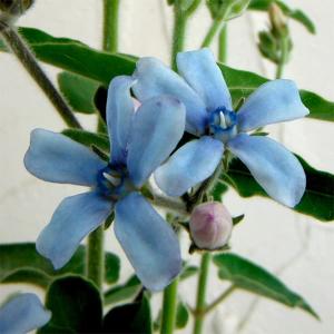 草花の苗 オキシペタラム ブルースター3-3.5号ポット2株セット