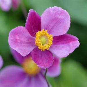 草花の苗 26年10月中下旬予約 シュウメイギク...の商品画像