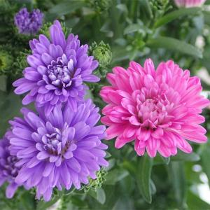 ブルーアスター 花 ガーデニング の商品一覧 通販 Yahoo ショッピング