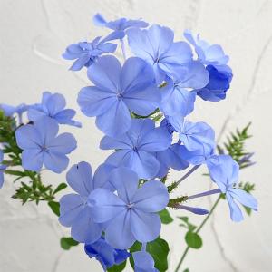 日本花キ流通 予約販売 カンガルーポー グロウ アニゴザントス 5号鉢